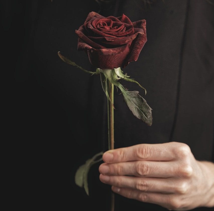 rose, nature, flower, valentine's day, hand, plant, rose flower, love, gift, romantic, red rose, red flower, valentine, flower wallpaper, beautiful flowers, woman, lady, flower background, girl, closeup