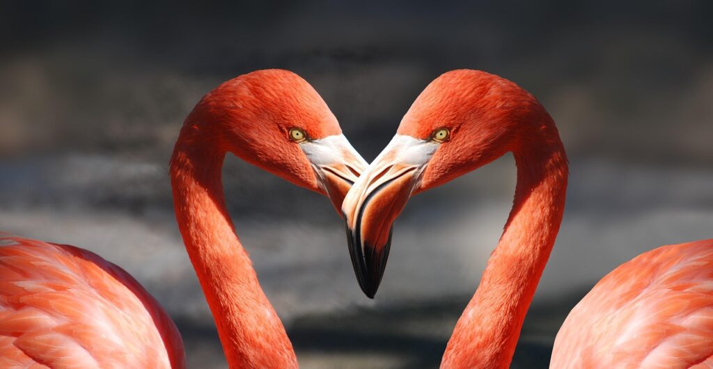 flamingo, valentine, heart, nature, valentine's day, love, romantic, lovers, red, orange, salmon red, decorative, animal, bird, beaks